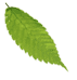 shape